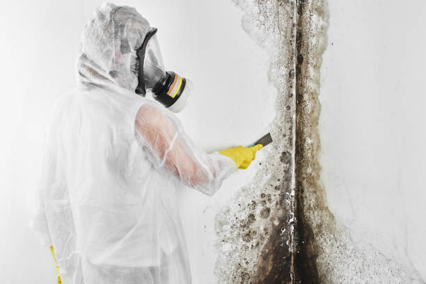 Reliable Midwest City, OK Mold Remediation Solutions